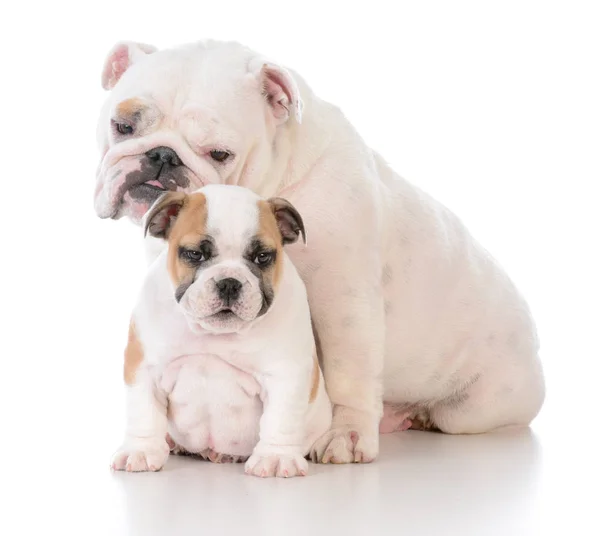 Madre e hijo perros — Foto de Stock
