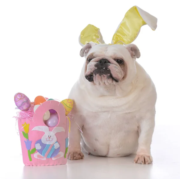 Pes, oblečená pro Velikonoce — Stock fotografie