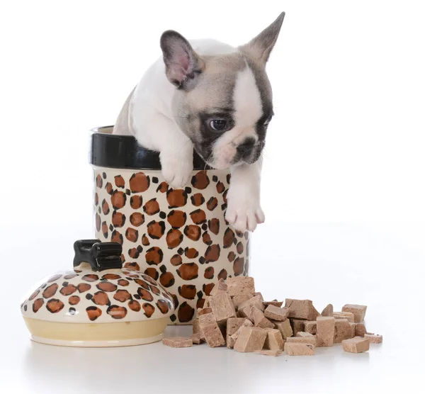 Puppy inside cookie jar — Stock Photo, Image