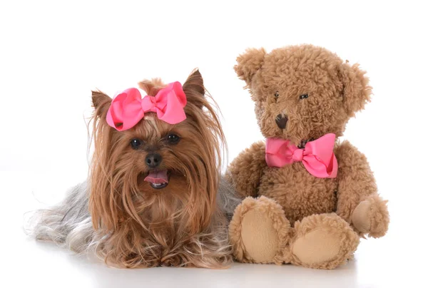 Bonito yorkshire terrier com urso — Fotografia de Stock