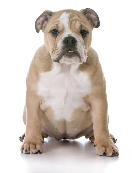 Bulldog cachorro sentado — Fotografia de Stock