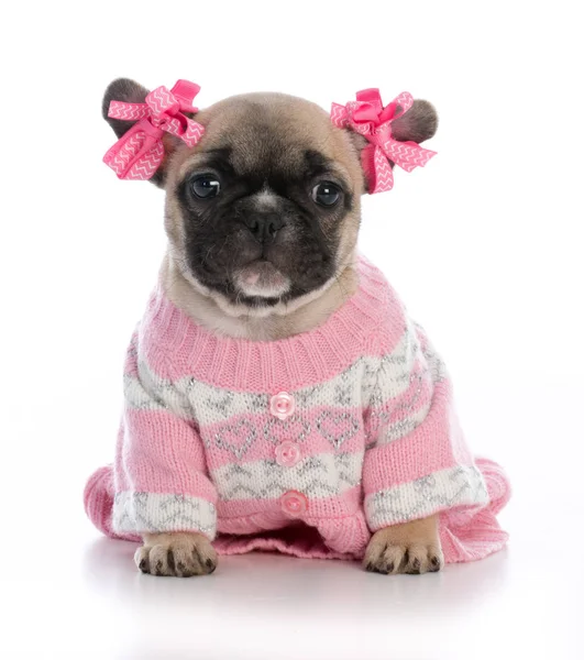 Fransız dişi buldog.