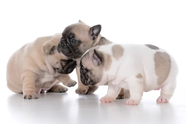 Gunoi de pui bulldog francez — Fotografie, imagine de stoc