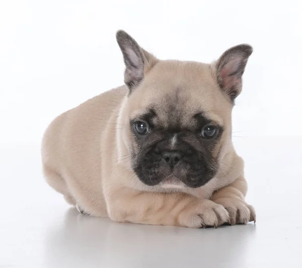 Cachorrinho bulldog francês bonito — Fotografia de Stock