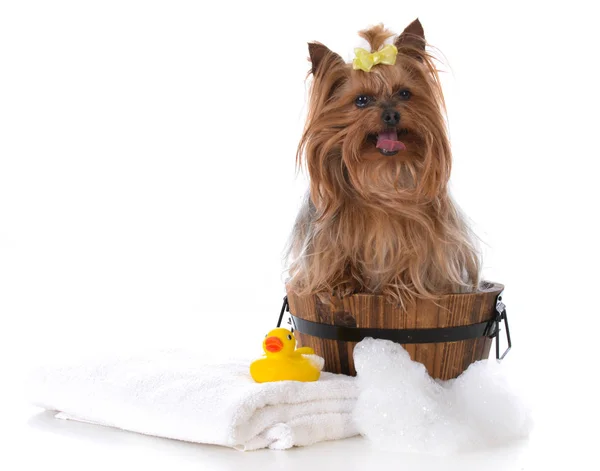 Cão recebendo um banho — Fotografia de Stock