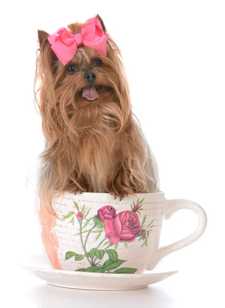 Sevimli yorkshire terrier çay fincanı içinde — Stok fotoğraf