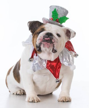 Noel için giyinmiş köpek