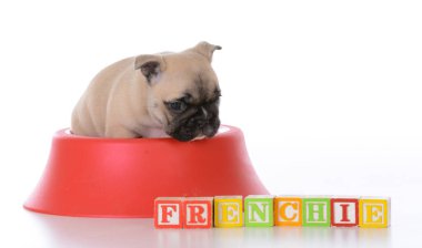 bir gıda kabın içinde şirin köpek yavrusu