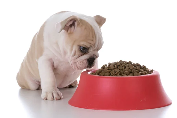 Alimentar al cachorro —  Fotos de Stock