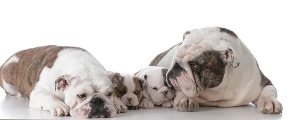 Familia de perros con cachorros — Foto de Stock