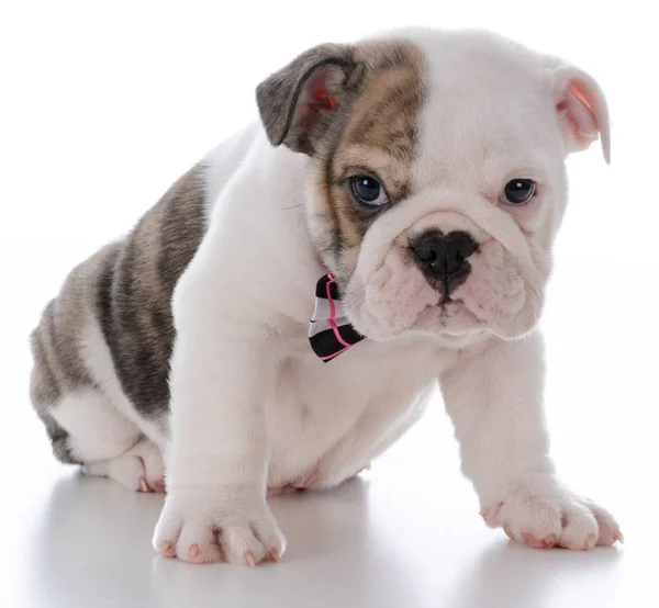 Schattig mannelijke puppy — Stockfoto