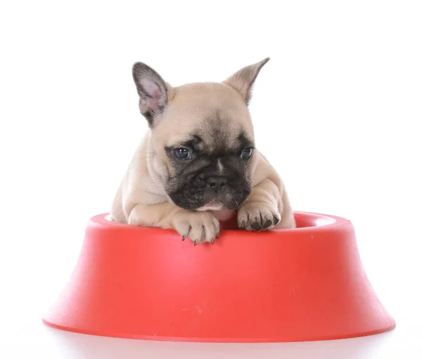 Voeding van het puppy — Stockfoto