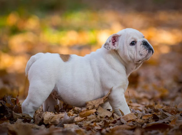 Puppy playing outside in autumn — Stock Photo, Image