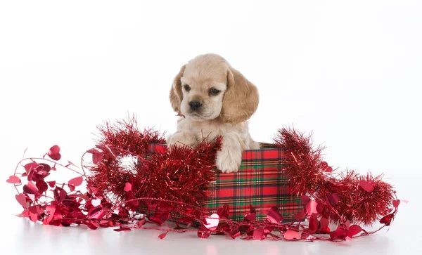 クリスマスのための子犬 — ストック写真
