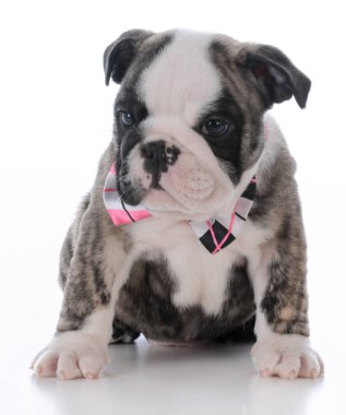 çok güzel erkek köpek yavrusu