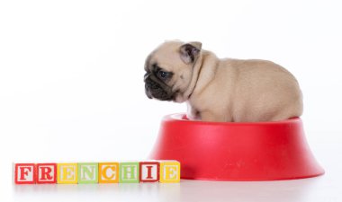 bir gıda kabın içinde şirin köpek yavrusu