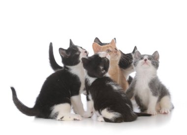 genç yavru kedi çöp