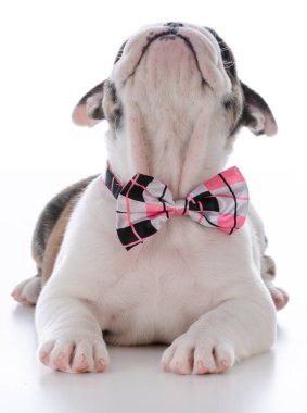 çok güzel erkek köpek yavrusu