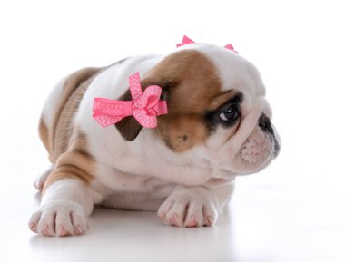 sevimli kadın köpek