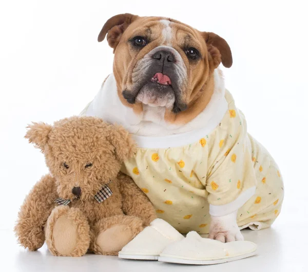 Colocando o cão na cama — Fotografia de Stock