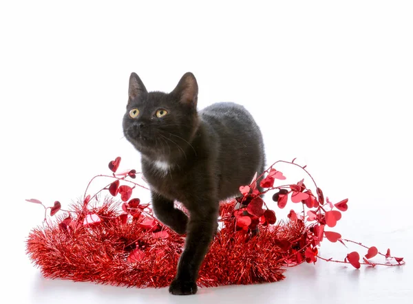 Chaton de Noël — Photo