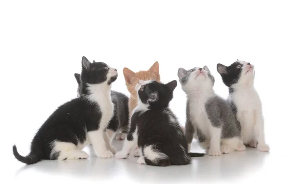 Ninhada de gatinhos jovens — Fotografia de Stock