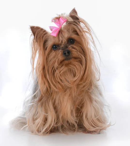 Kvinnliga yorkshire terrier — Stockfoto