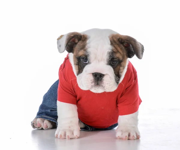 Schattige puppy dragen kleding — Stockfoto