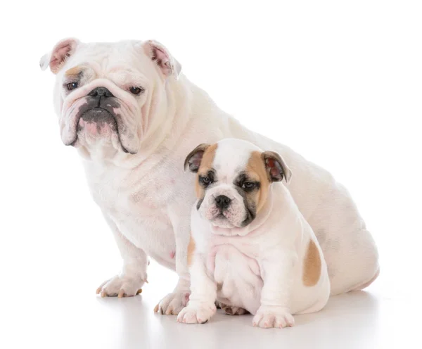 Mãe e filho cães — Fotografia de Stock