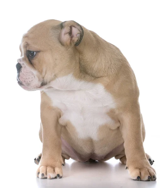 Bulldoggen-Welpe sitzend — Stockfoto
