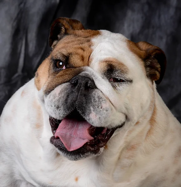 Porträt der englischen Bulldogge — Stockfoto