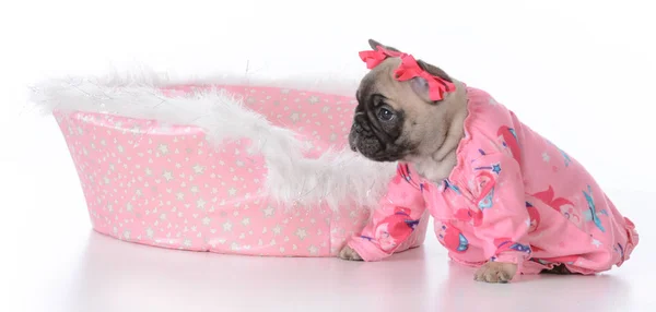 Puppy in a dog bed — Stock Photo, Image