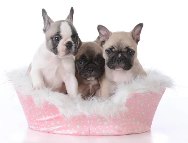 Tiga anak anjing di tempat tidur anjing — Stok Foto