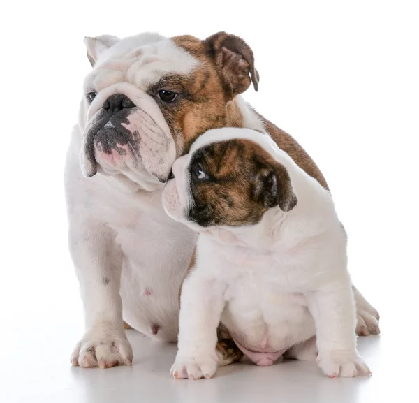 Moeder en zoon honden — Stockfoto