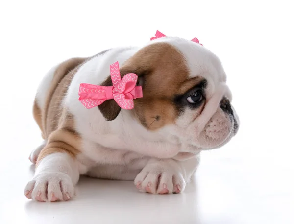 Carino cucciolo femminile — Foto Stock