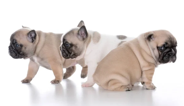 Gunoi de pui bulldog francez — Fotografie, imagine de stoc