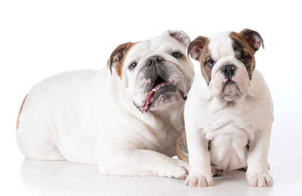 Volwassene en puppy bulldog — Stockfoto