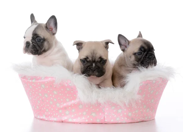 Nest puppies — Stockfoto