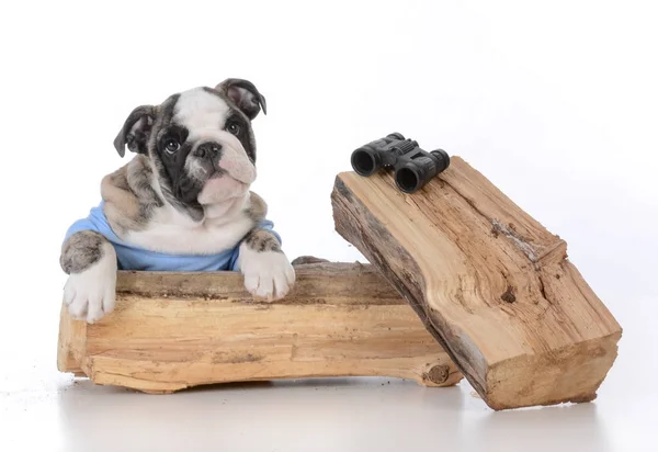 Vogels kijken hond — Stockfoto