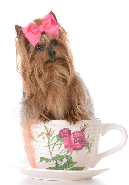 Lindo yorkshire terrier con dentro de la taza de té — Foto de Stock