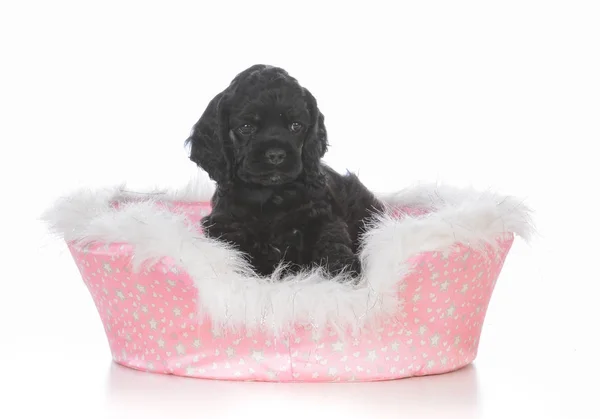 Adorable puppy in a dog bed — Stock Photo, Image