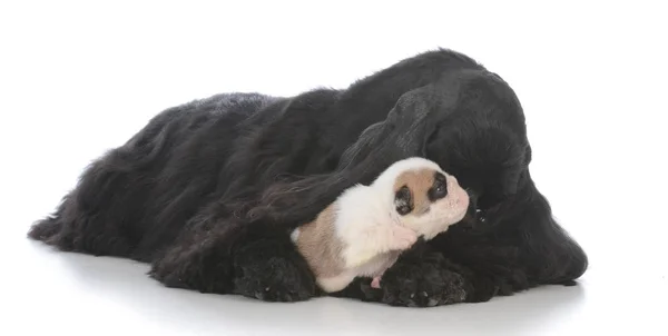 Zwevende pup wordt opgevoed door surrogaat-moeder — Stockfoto