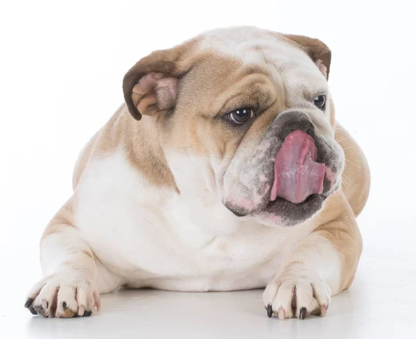 Cães lambendo lábios — Fotografia de Stock