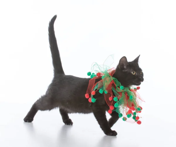 Zwarte christmas kitten — Stok fotoğraf
