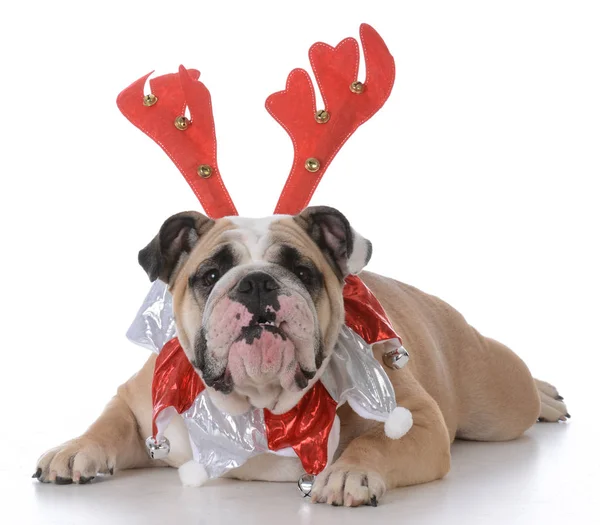 Hund trägt Rudolph Geweih — Stockfoto