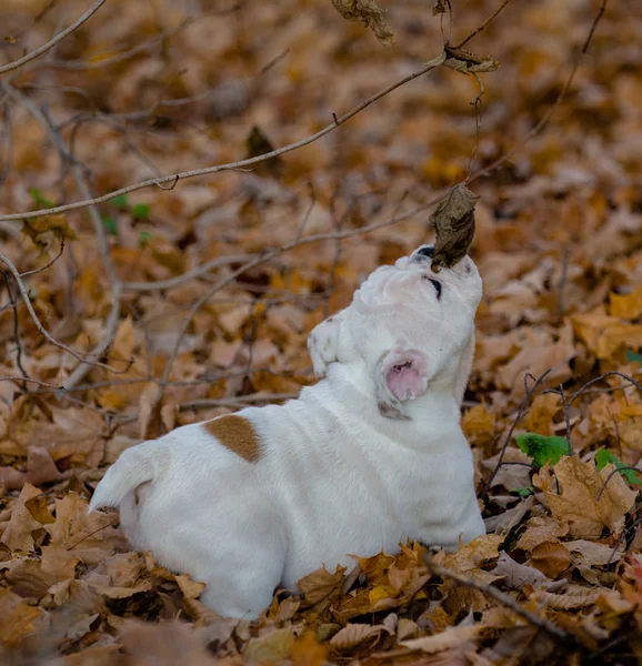 Щенок играет на улице осенью — стоковое фото