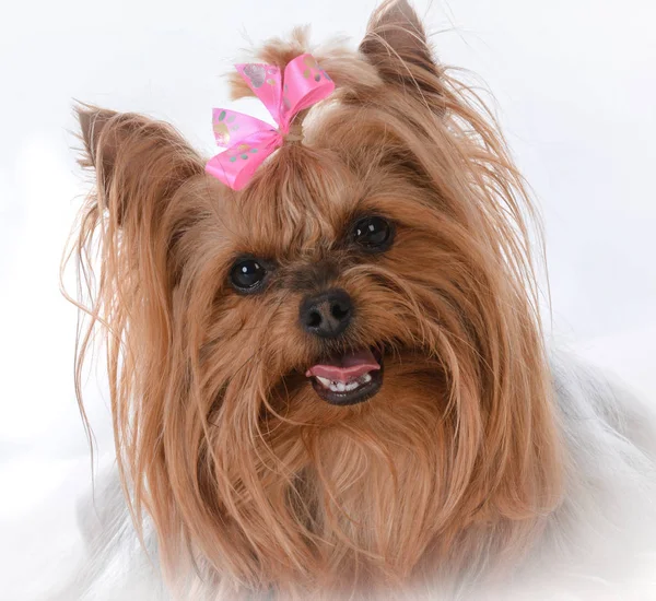 Kvinnliga yorkshire terrier Stockbild