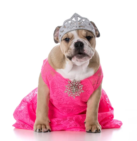 Spoiled female dog Royalty Free Stock Images