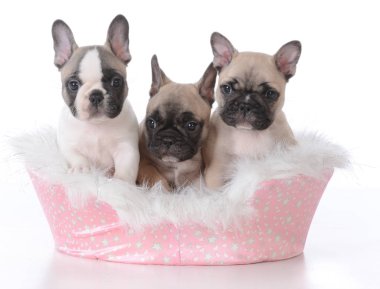 üç yavru bir köpek yatakta
