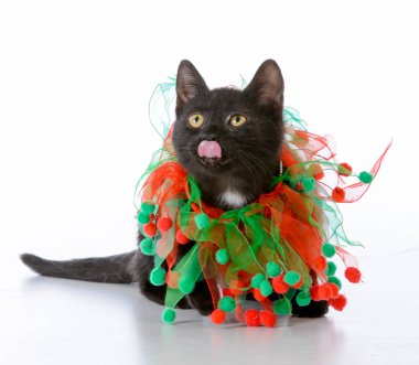 Noel yavru kedi